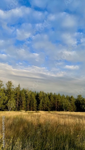 Panorama of the autumn forest at the edge of the field. Autumn forest panorama. Autumn forest panoramic landscape. Autumn landscape