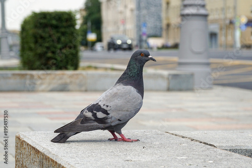  pigeon, city, street, curb, standing, bird, city A city pigeon stands on a curb stone and looks around. photo