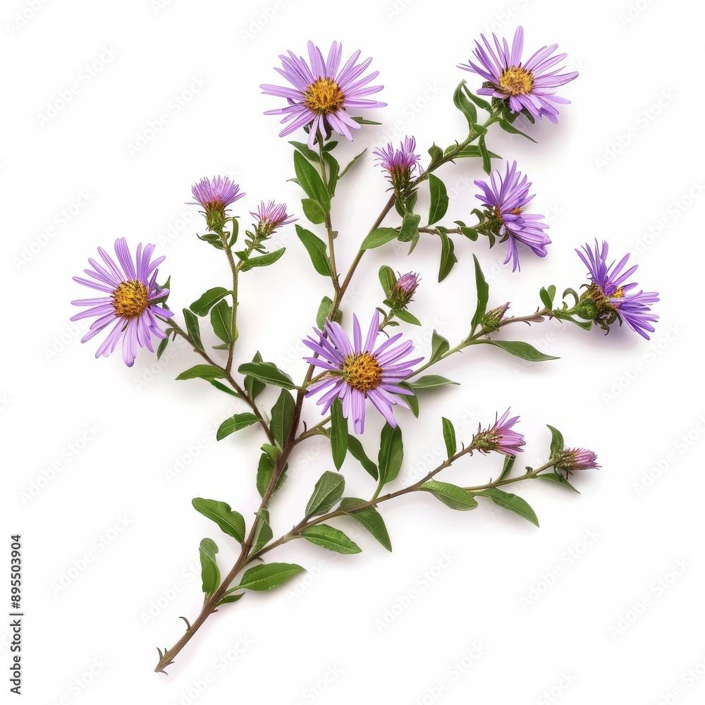 3D Aster Flowers on White Background 3D Aster Flowers on White Background