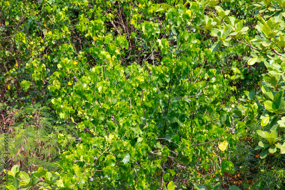 Obraz premium Green trees in a tropical park as a background