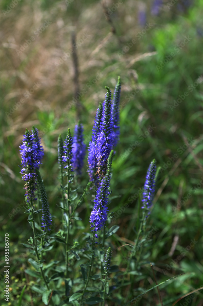 Obraz premium Veronica spicata, spiked speedwell plant with blue flowers.