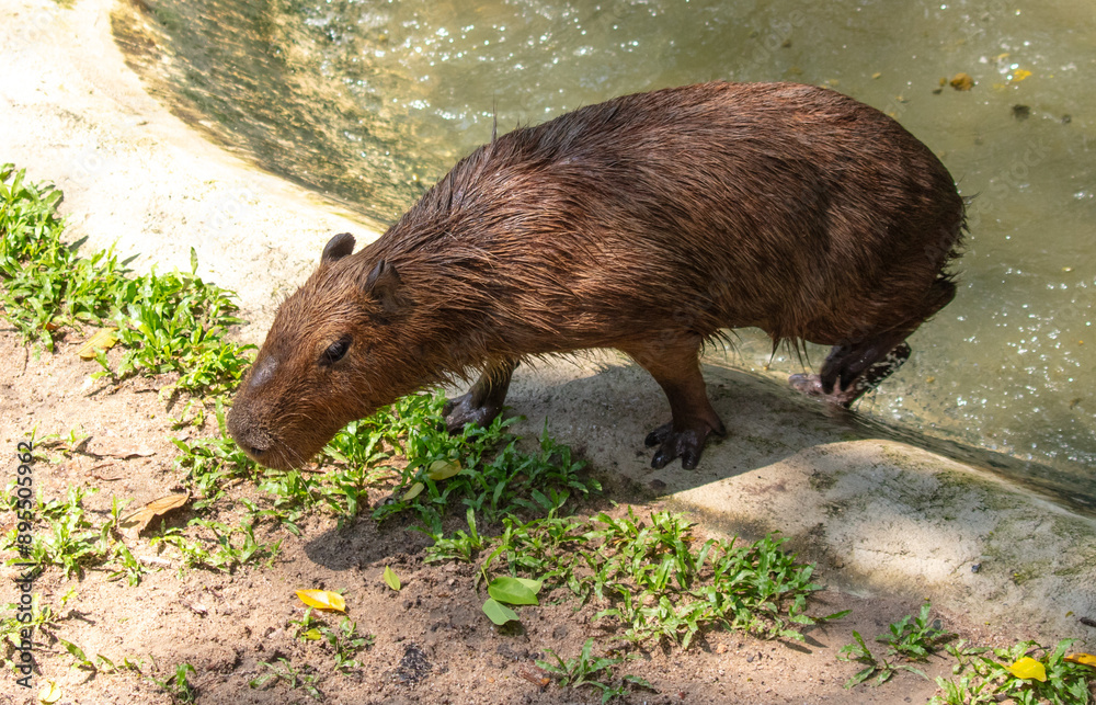 Portrait of a capybara in the zoo