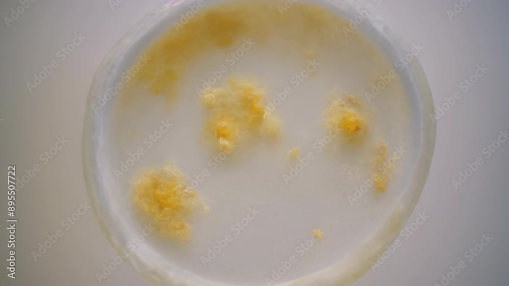 Microscope of mucous mold exploding in natural habitat, transparent filaments, shimmering spores. Microbiology lab concepts. Generative AI Microscope of mucous mold exploding in natural habitat, transparent filaments, shimmering spores. Microbiology lab concepts. Generative AI