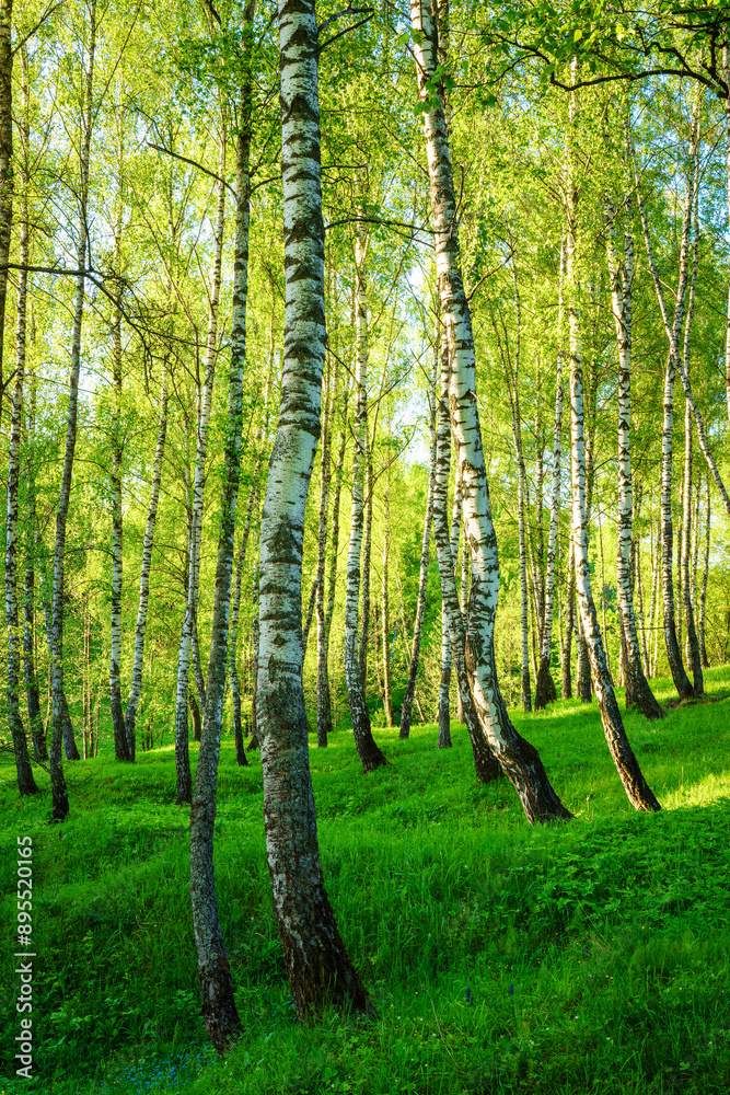 Grove of birches with young green leaves at sunset or sunrise in spring or summer. Grove of birches with young green leaves at sunset or sunrise in spring or summer.