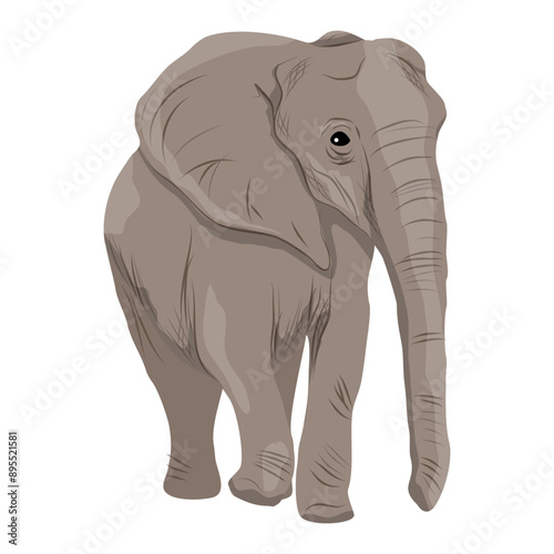 African elephant. Realistic vector animal of Africa
