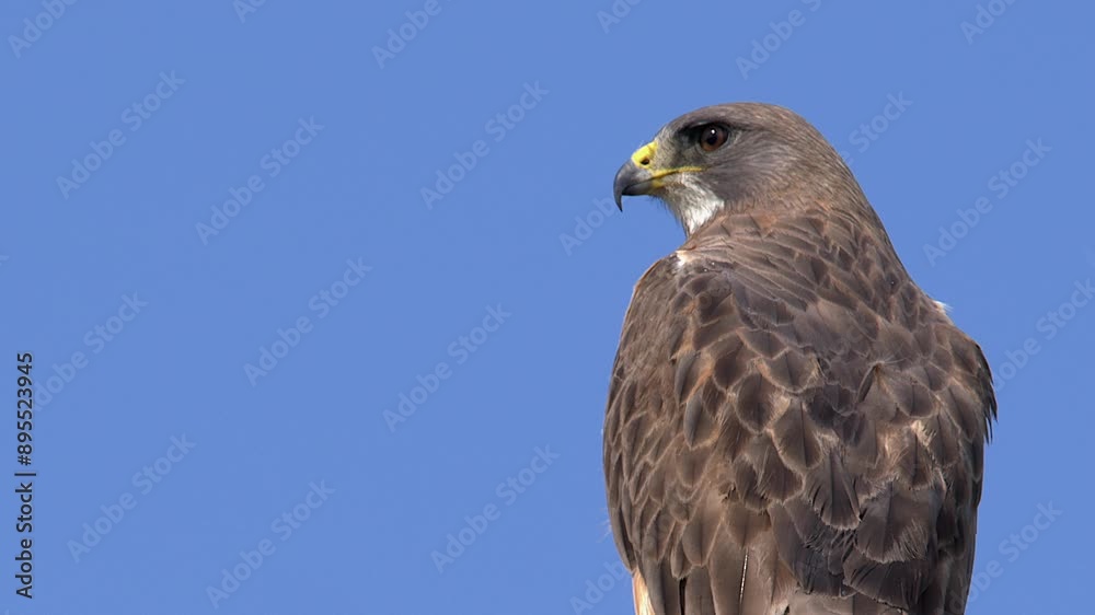 Back feathers of Swainson's Hawk against blue sky with copy space Back feathers of Swainson's Hawk against blue sky with copy space