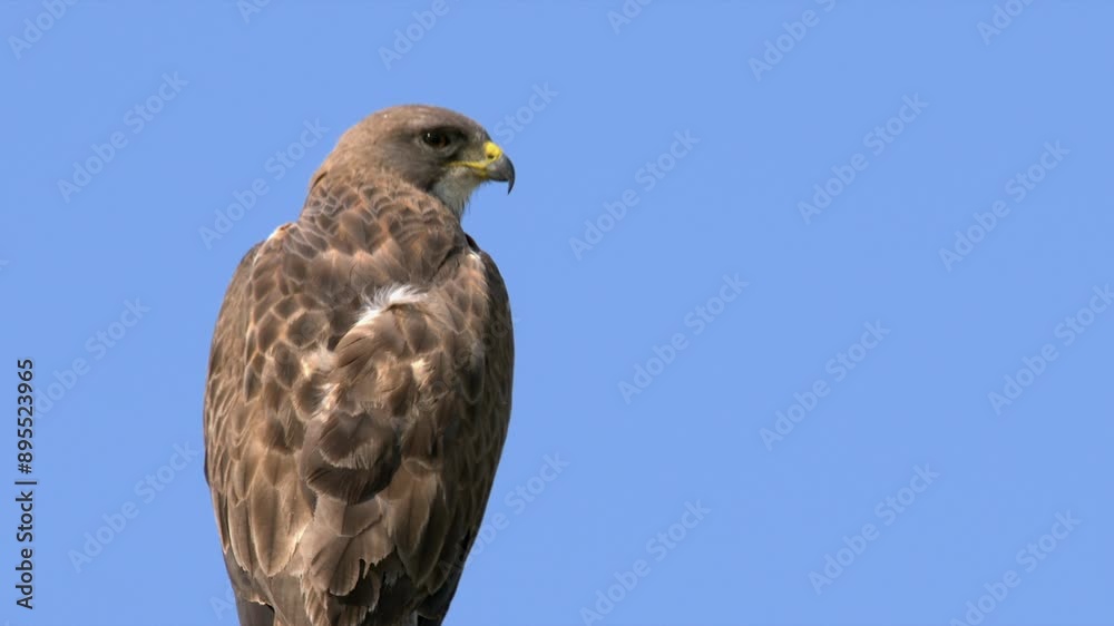 Breeze ruffles feather plumage of Swainson's Hawk against blue sky Breeze ruffles feather plumage of Swainson's Hawk against blue sky