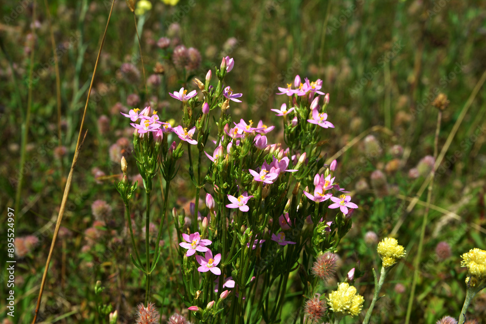 Common centaury flower (Centaurium erythraea)