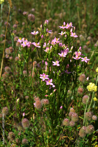 Common centaury flower (Centaurium erythraea)