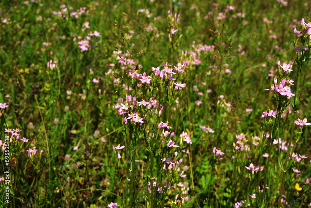 Common centaury flower (Centaurium erythraea) Common centaury flower (Centaurium erythraea)