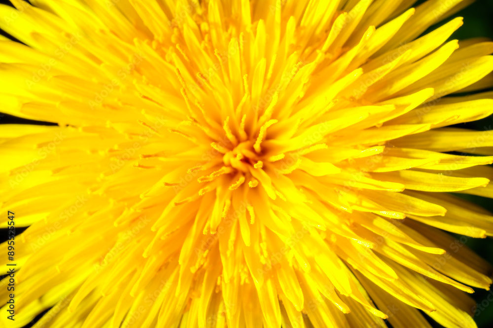 Yellow dandelion close-up. Natural background. Yellow dandelion close-up. Natural background.
