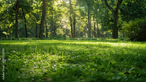 Grass and green woods in the park