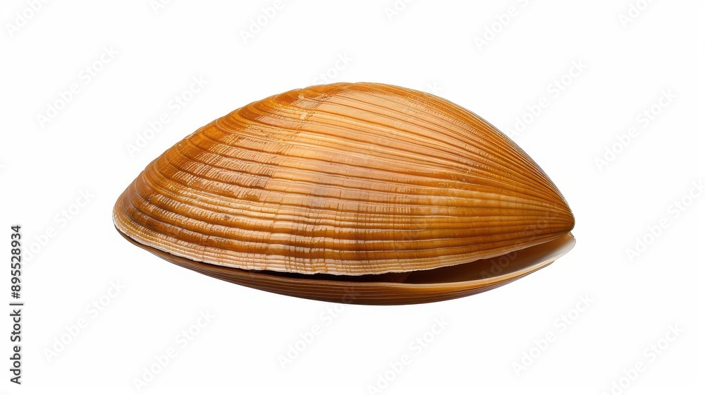 Discover the Asari Venerupis philippinarum, a popular saltwater clam found in Asia and Japan. Also known as the Japanese littleneck clam. Discover the Asari Venerupis philippinarum, a popular saltwater clam found in Asia and Japan. Also known as the Japanese littleneck clam.