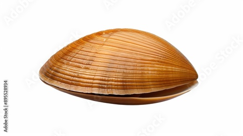 Discover the Asari Venerupis philippinarum, a popular saltwater clam found in Asia and Japan. Also known as the Japanese littleneck clam. photo