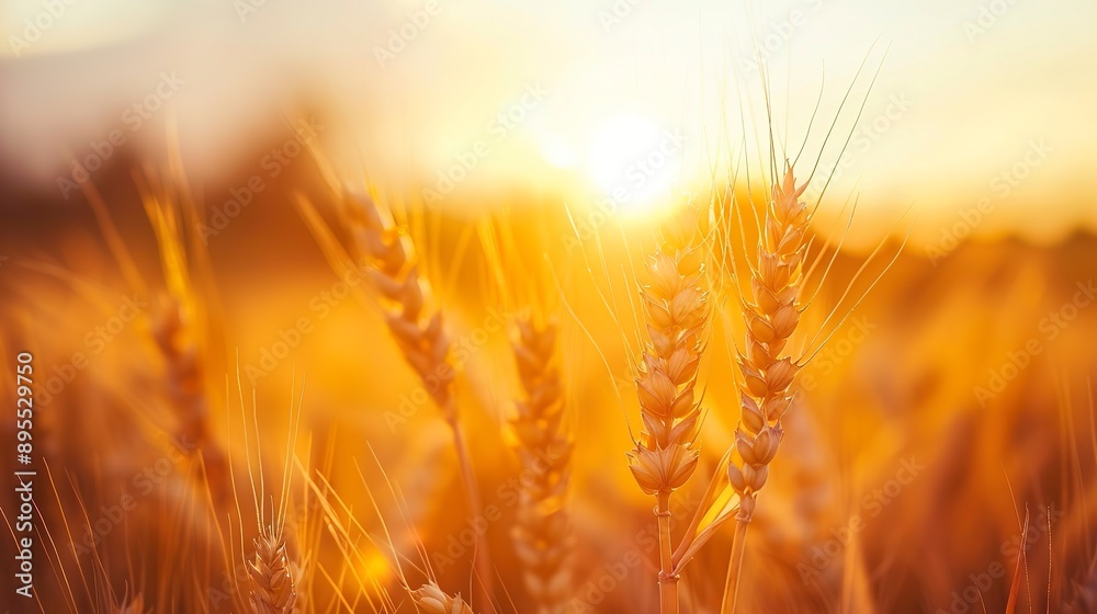 Banner with ears of golden wheat over sunset sky. Close up beauty nature field background with sun flare. Ripening ears of meadow wheat field. Rich harvest. Beautiful summer or autumn nature backdrop Banner with ears of golden wheat over sunset sky. Close up beauty nature field background with sun flare. Ripening ears of meadow wheat field. Rich harvest. Beautiful summer or autumn nature backdrop