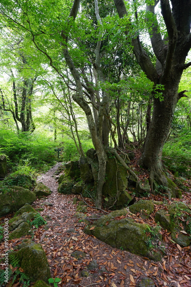 old trees and mossy rocks in primeval forest old trees and mossy rocks in primeval forest