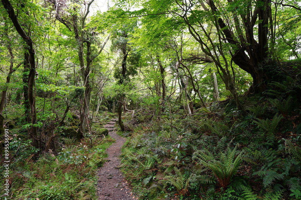 fresh ferns and mossy old trees in spring forest fresh ferns and mossy old trees in spring forest