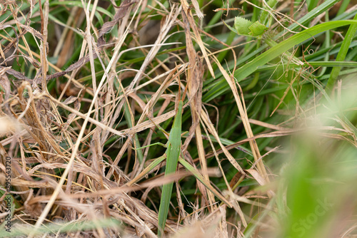 バッタ 隠れ身の術