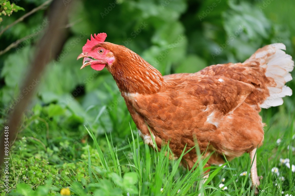 Portrait of a domestic hen's head on the grass in the farmland