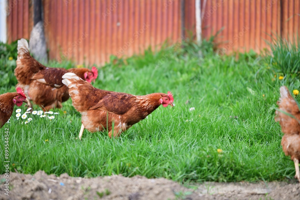 Head of domestic chicken eating green vegetable leaves in the farmer field