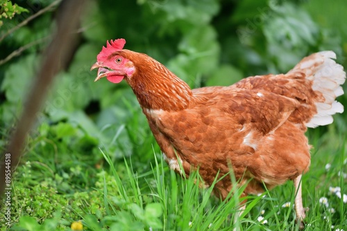 Obraz na płótnie Portrait of a domestic hen's head on the grass in the farmland w salonie