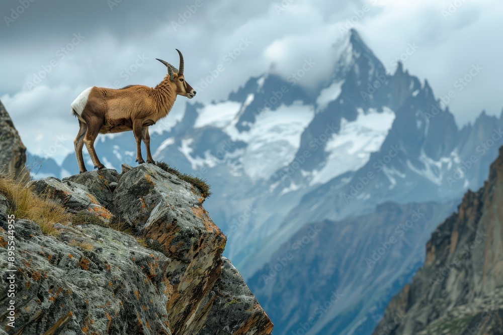 A picturesque image of a chamois standing on a rocky ledge in the Alps, with a dramatic backdrop of snow A picturesque image of a chamois standing on a rocky ledge in the Alps, with a dramatic backdrop of snow