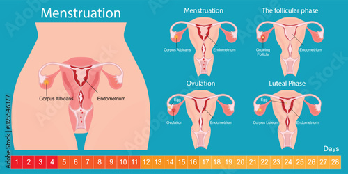 Menstruation is the regular discharge of blood and mucosal tissue.