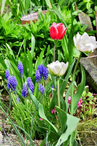 A view of colorful blooming flowers in the garden near the house