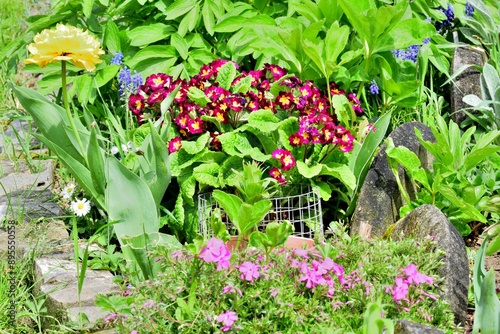 Obraz na płótnie Blooming colorful flowers in the garden near the house in the village w salonie