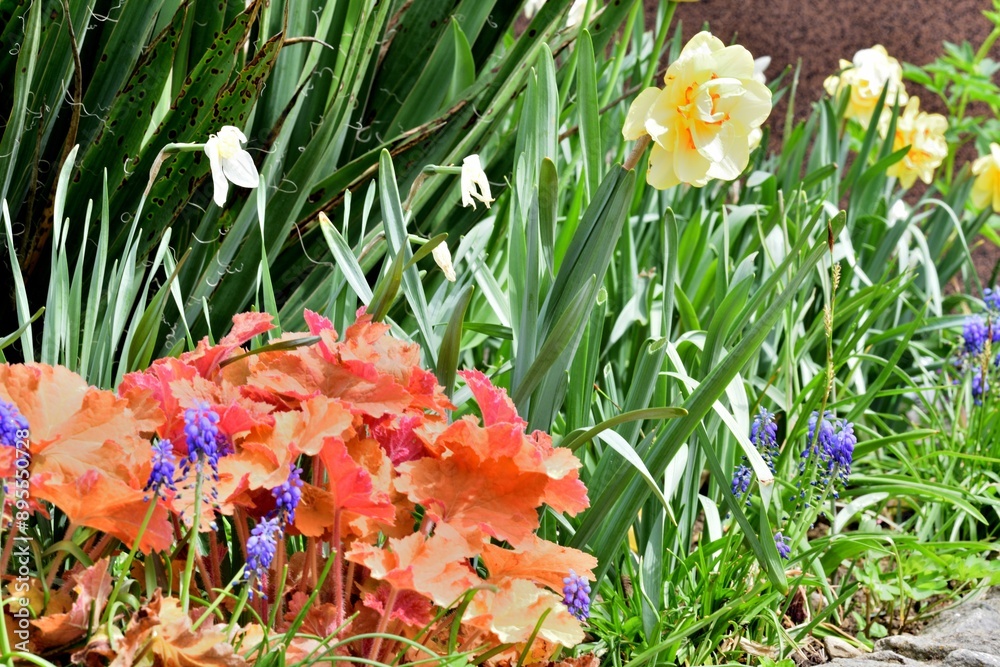 Blooming colorful flowers in the garden near the house in the village