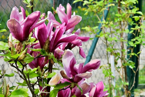Obraz na płótnie A blossoming orchard full of colorful flowers is a delight for the eye and soul of a person w salonie