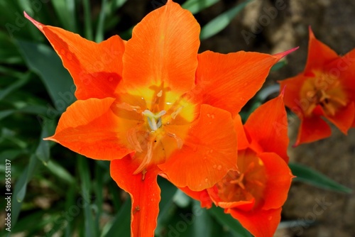 Obraz na płótnie A blossoming orchard full of colorful flowers is a delight for the eye and soul of a person w salonie