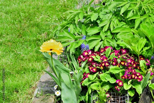 Obraz na płótnie A view of colorful blooming flowers in the garden near the house w salonie