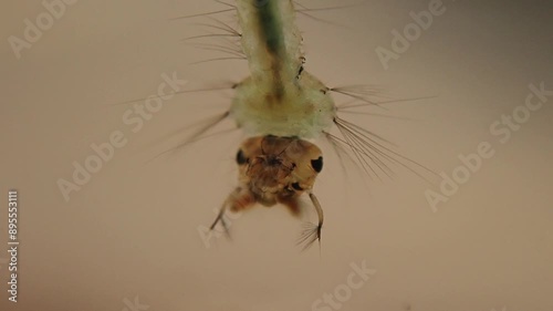 Mosquito larvea eating with filtration in slow motion photo