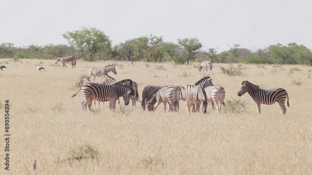 Hartmann’s mountain zebra in Etosha National Park in Namibia. 4K ProRes V Log, Rec.709 Hartmann’s mountain zebra in Etosha National Park in Namibia. 4K ProRes V Log, Rec.709