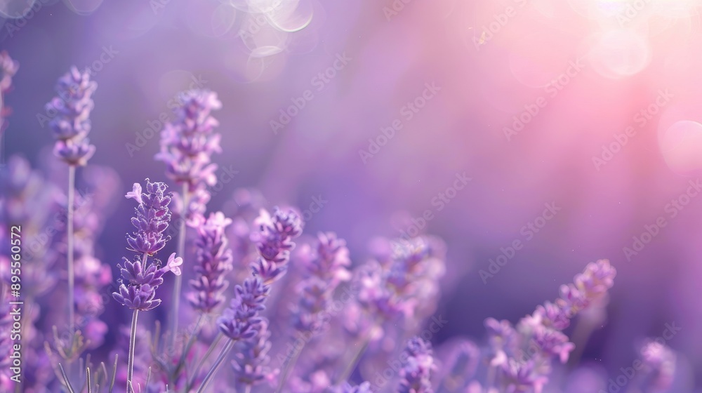 A soft lavender background with a subtle gradient, creating a gentle and soothing ambiance. A soft lavender background with a subtle gradient, creating a gentle and soothing ambiance.