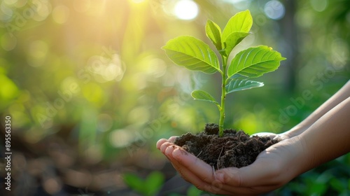 Wallpaper Mural Hands Holding a Young Plant Sapling Torontodigital.ca