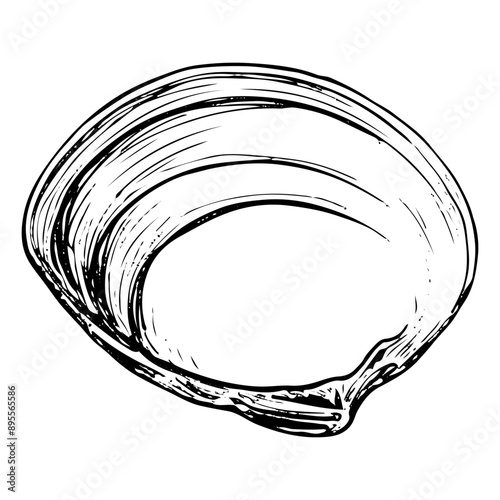 Sea shell sketch hand drawn. Tellina tenuis elasmobranch mollusk. The bivalve shells of marine seashell. Souvenir from summer holiday on the beach. Vector graphics illustration.