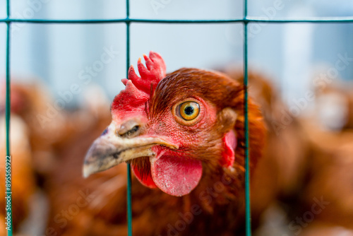 A brown chicken stuck its head through the fence, close-up