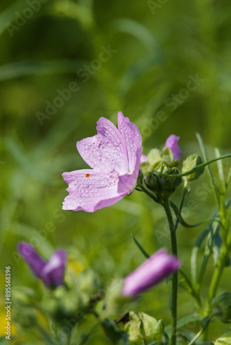 musk mallow, malva moschata photo