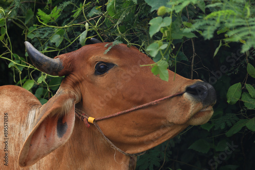 Brahma cow in the field, cow eating grass in the meadow at summer time, Thailand. photo