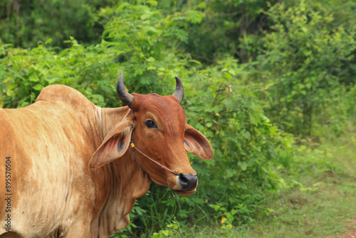 Brahma cow in the field, cow eating grass in the meadow at summer time, Thailand. photo