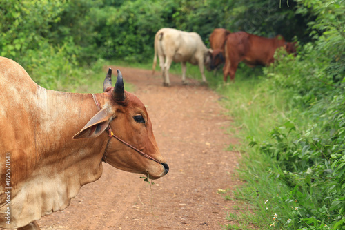 Brahma cow in the field, cow eating grass in the meadow at summer time, Thailand.