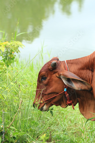 Brahma cow in the field, cow eating grass in the meadow at summer time, Thailand. photo