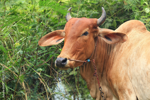 Brahma cow in the field, cow eating grass in the meadow at summer time, Thailand.