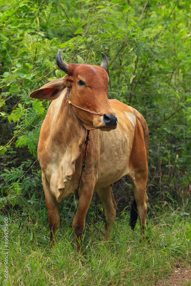 Brahma cow in the field, cow eating grass in the meadow at summer time, Thailand. Brahma cow in the field, cow eating grass in the meadow at summer time, Thailand.