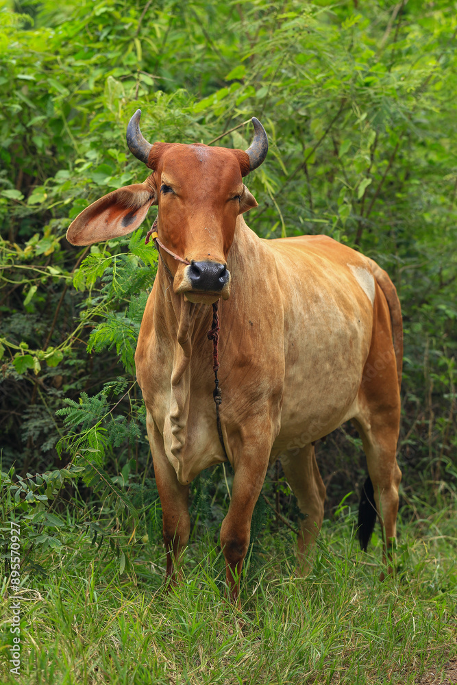 Brahma cow in the field, cow eating grass in the meadow at summer time, Thailand. Brahma cow in the field, cow eating grass in the meadow at summer time, Thailand.
