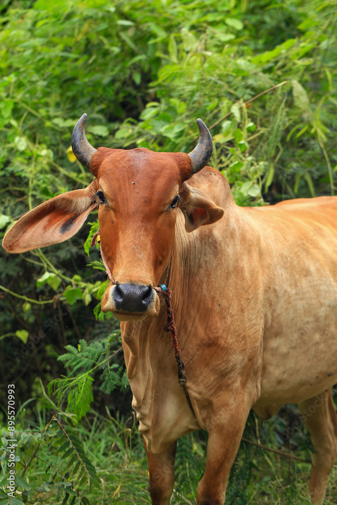 Brahma cow in the field, cow eating grass in the meadow at summer time, Thailand. Brahma cow in the field, cow eating grass in the meadow at summer time, Thailand.