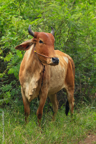 Brahma cow in the field, cow eating grass in the meadow at summer time, Thailand.