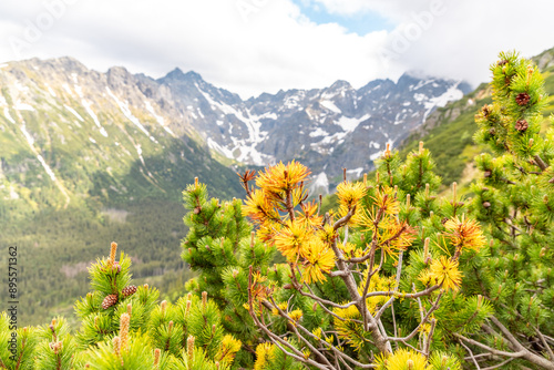 Fototapeta Naklejka Na Ścianę i Meble -  nature and Tatra mountains in Poland during the summer day